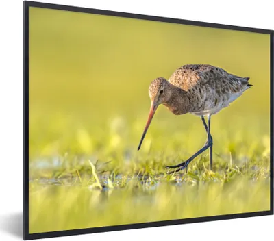 Produktbild von MuchoWow® Gerahmtes Poster Vögel - Gras - Landschaft - Uferschnepfe 80x60 cm - Poster mit Schwarzem Bilderrahmen Wandposter Rahmen Foto Bilder - Schwarzem - Mit Gestell