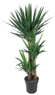 Image de Yucca Elephantipe - 140 Cm - Ø27