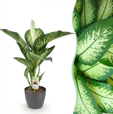 Immagine prodotto di Diefenbachia Tropic Snow - Dieffenbachia - Bassa manutenzione - Verde - con Potter Grigio - 90-100cm - Ø21cm - Pianta d'appartamento - Set completo - Pianta con vaso