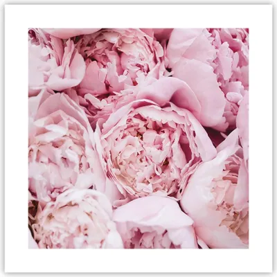 Produktbild von Poster - Poster ohne Rahmen - Blumenstrauß Blumen Rosa - 40x40 cm - Wand Bild - Wanddeko - Wandbilder - Kunstposter - Wandposter - Bilder - Kunstdruck - Wanddekoration - Wandbild - P2XAC40x40-5001
