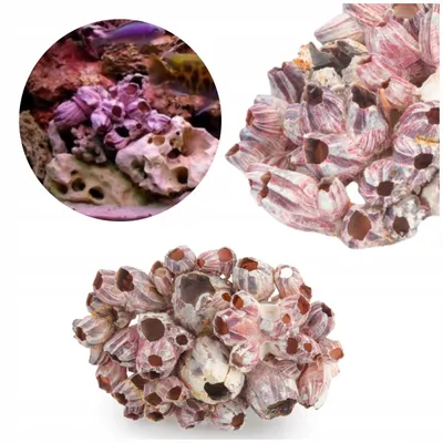 Immagine prodotto di Decorazione acquario Barnacle conchiglia naturale 15-20 cm, rifugio per ciclidi Malawi e pesci di fondo