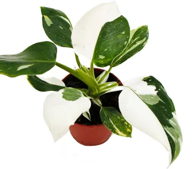 Obrázok produktu pre Philodendron White Princess - bielo-zelený strom?ekový priate? - 12cm kvetiná?