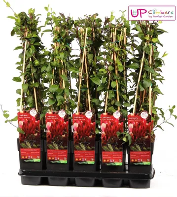 Produktbild von Hoogeveen Lonicera Japonica Red World - 65 cm, Ø15 cm