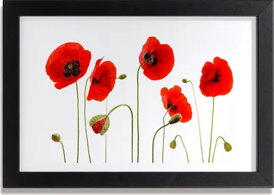 Produktbild von Bild 30x20 MDF-Rahmen, Wandkunst Maki