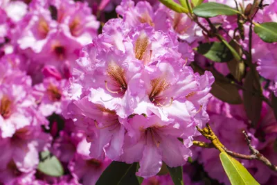 Produktbild von Rhododendron Hybr. 'Scintillation', rosa Blüten, 40–50 cm