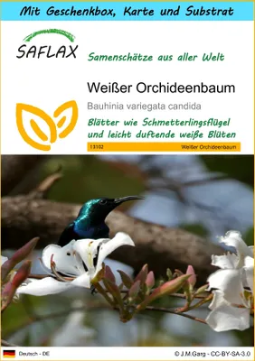 Produktbild von SAFLAX - Geschenk Set - Weißer Orchideenbaum - 5 Samen - Mit Geschenk- / Versandbox, Versandaufkleber, Geschenkkarte und Anzuchtsubstrat - Bauhinia variegata candida