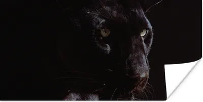 Produktbild von MuchoWow® Poster Panther - Tier - Schwarz 160x80 cm - Foto Poster