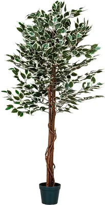 Produktbild von PLANTASIA Kunstpflanze Ficus Benjamini 190 cm