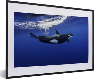 Produktbild von MuchoWow® MuchoWow® Gerahmtes Poster Orca im klaren Wasser 60x40 cm - Poster mit zchwarzem Bilderrahmen - Schlafzimmer - Plakat in Rahmen - Drucken