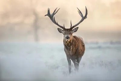 Zdjęcie produktu dla Dimex, fototapety MS-5-0615 Deer 375 x 250 cm