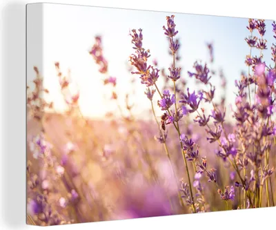 Produktbild von OneMillionCanvasses® - Leinwandbilder - 140x90 cm, Lavendel - Nahaufnahme - Sonne - Blumen - Lila, Wandbilder Kunstdruck Wanddekoration - Foto auf Leinwand - Gemälde auf Holzrahmen