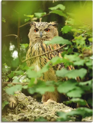 Produktbild von ARTland Leinwandbild Vogel Uhu Größe: 90x120 cm