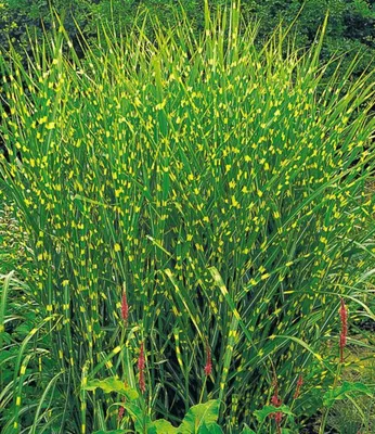 Produktbild von BALDUR Garten Zebra-Gras, 3 Pflanze, auffälliges Ziergras im gestreiften Zebra-Look, sorgt für spannende Kontraste im Staudenbeet, winterhart & pflegeleicht, auch im Kübel