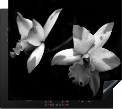 Produktbild von KitchenYeah© Herdabdeckplatte Zwei Orchideenblüten - schwarz und weiß , 58x51cm, Küche Deko, Glaskeramikkochfeld Herdabdeckung, Abdeckplatte fùr Kochfeld