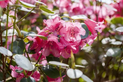 Produktbild von Rhododendron callimorphum, rosa Blüten, 25–30 cm
