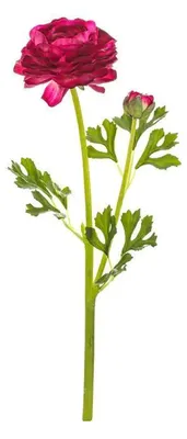 Obrázek produktu pro Autronic Ranunculus fialový UKR2004 PUR