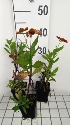 Zdjęcie produktu dla 6 x Helenium hybr. 'Waltraut' - Słonecznik - doniczka 9 x 9 cm