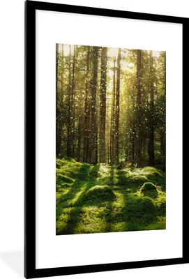 Produktbild von MuchoWow® Gerahmtes Poster Bäume - Wald - Moos - Pflanzen - Sonne - Natur 60x90 cm - Poster mit Schwarzem Bilderrahmen Wandposter Rahmen Foto Bilder - Dekoration - Wandposter Wohnzimmer - Hochwertig