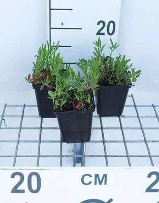 Obrázok produktu pre 6 x Oenothera speciosa 'Siskiyou' - Večernica - kvetináč 9 x 9 cm