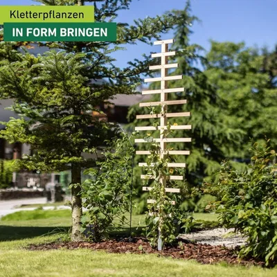 Produktbild von Rankspalier aus Holz, Feder, 60x180cm
