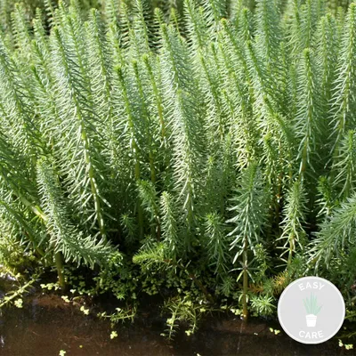 Zdjęcie produktu dla Bloomique - Hippuris Vulgaris - Lidstem - Rośliny do oczek wodnych - Rośliny wodne - Odporne na zimę - Wysokość 10-20 cm - Doniczka 11 cm