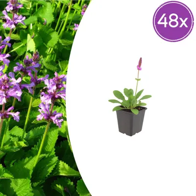 Image de Stachys mon. 'Hummelo' | 48 pièces - 10-25cm - Ø9cm - Plante de jardin
