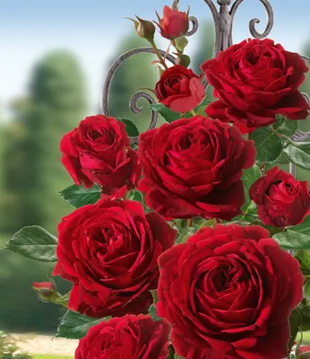 Produktbild von BALDUR Garten 1x Delbard® Kletterrosen 'Messire Delbard®', Pflanze wurzelnackt, Kletterpflanze winterhart, mehrjährig, blühend, Rosa Hybride, schnell kletternd, blüht mehrmals im Jahr