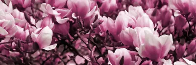 Zdjęcie produktu dla Kwiaty Obraz z nadrukiem - Kwitnące magnolie (30 x 91 cm)