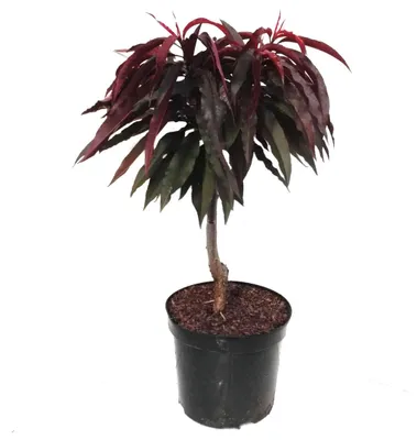 Produktbild von Zwergpfirsich Crimson ® Bonfire (S) rotlaubiger Pfirsichbaum 50-60 cm 7,5 Liter Topf
