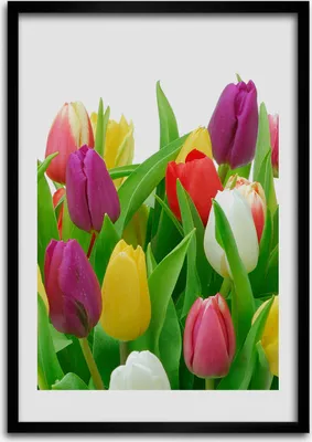 Produktbild von Bild - Bilderrahmen - 50 cm x 70 cm - MDF - Rahmen - Wandkunst Bunte Tulpen