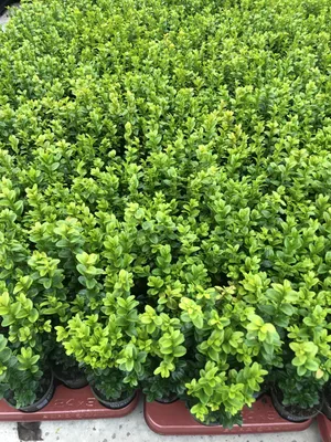 A dense arrangement of small, potted green plants, likely Buxus sempervirens, displayed in rows on a light gray surface.
