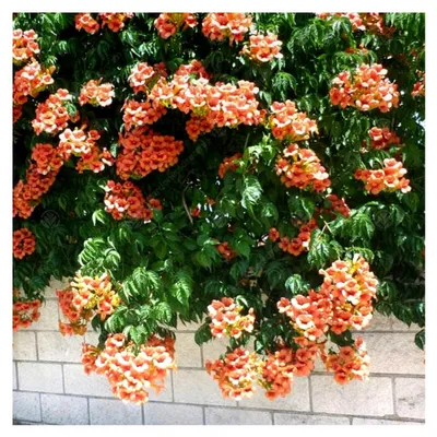 Produktbild von Campsis 'Radicans' Trompetenblume Laubabwerfender Strauch Garten-Kletterpflanze im Topf
