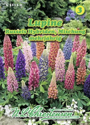 Productafbeelding van Lupine, Russels Hybrid, mengsel | Lupinezaden van N.L. Chrestensen