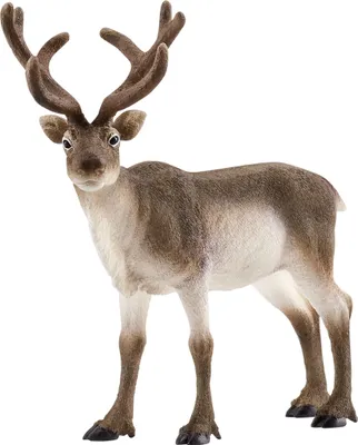 Immagine prodotto di Schleich Wild Life Rendier 14837