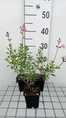 Produktbild von 6 x  Salvia nem. 'Pink Beauty' - Sternmoos - Topf 9 x 9 cm