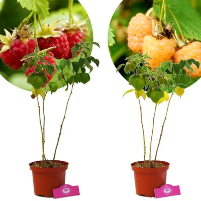Produktbild von Set mit 2 Himbeeren – 1 Rote Himbeere, 1 Gelbe Himbeere – Höhe 50 cm – 2-Liter-Topf – Mix A