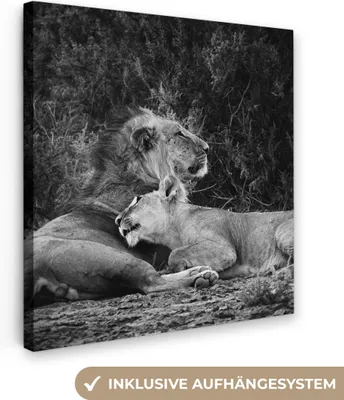 Zdjęcie produktu dla MuchoWow® - Obraz na płótnie - Lwy - Czarny - Dzikie zwierzęta, fototapeta, dekoracja ścienna, obrazy do salonu, 90x90cm