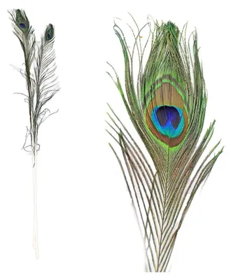 Produktbild von 10 Stück Pfauenfedern künstlich - ca. 90-100 cm