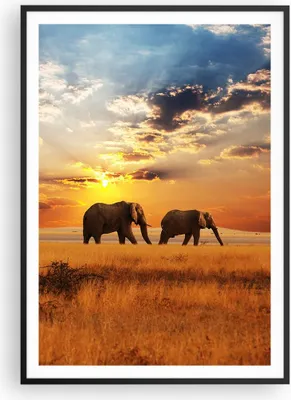 Produktbild von Gerahmtes Poster - Schwarzer Rahmen - Elefanten Safari Dschungel Busch - 70x100 cm - Wand Bild - Wanddeko - Wandbilder - Wandposter - Bilderrahmen - Bilder - Kunstdruck - Wandbild - P2BPA70x100-3150