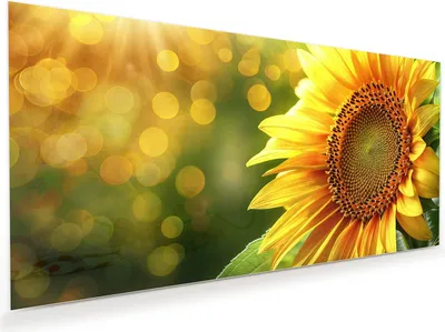 Produktbild von Glasbild 60x30cm in XXL für Wohnzimmer, Schlafzimmer Motiv Sonnenblume Blüte