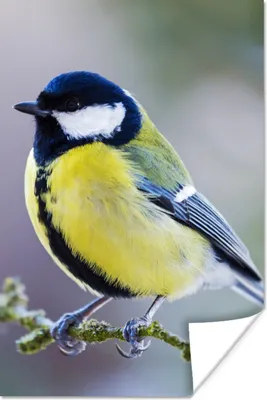 Produktbild von MuchoWow® Poster Kohlmeise - Vogel - Zweig 40x60 cm - Plakate für die Wand - Poster Babyzimmer