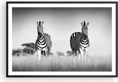 Produktbild von Gerahmtes Poster - Schwarzer Rahmen - Zebras Fotografie Schwarzweiß - 91,5x61 cm - Wand Bild - Wanddeko - Wandbilder - Kunstposter - Wandposter - Bilderrahmen - Bilder - Kunstdruck - P2BAA91x61-4476