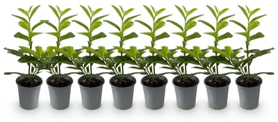 Image de Green boutiQ - Plantes de haie - Prunus laurocerasus Novita - feuillage vert - 8 plants - 1 mètre linéaire - à feuillage persistant - pot de 9 cm, hauteur 30-35 cm