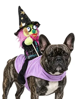 Zdjęcie produktu dla Halloween Kostium Czarownicy dla Psów