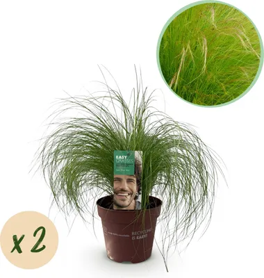 Immagine prodotto di Erbe ornamentali - Stipa tenuifolia Pony Tails - Verde - 2 piante - Sempreverde - Bassa manutenzione - 40-50cm - Ø17cm - Pianta da giardino