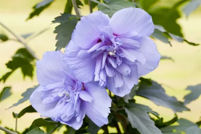 Produktbild von Hibiscus syriacus 'Blue Chiffon', Gartenhibiskus, blau, 60–80 cm