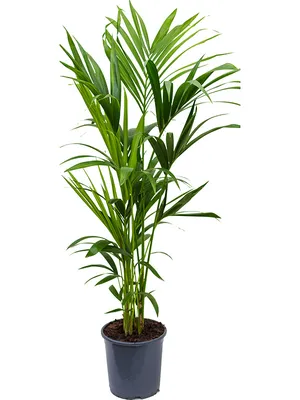 Obrázek produktu pro Gardners Howea Forsteriana, průměr 24 cm