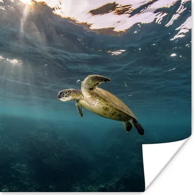 Produktbild von MuchoWow® Poster Schildkröte im klaren Wasser 50x50 cm - Wohnzimmerdekoration