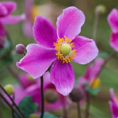 Produktbild von 6 x Herbst Anemone  - Anemone hupehensis 'Splendens'  | Topf 9cm x 9cm