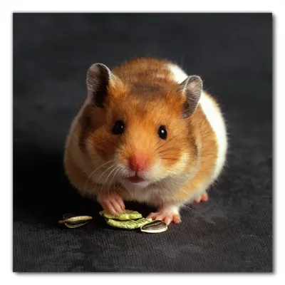 Produktbild von Wallario selbstklebende Möbelfolie/ Tischdecke für Innen und Außen, Größe: 90 x 90 cm - Putziger Hamster mit Nüssen zwischen den Pfoten